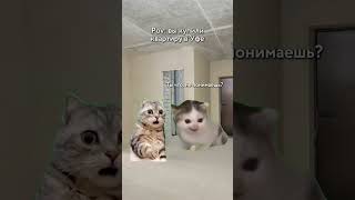 Ситуация: ремонт. Мы следим за развитием событий в нашем ВК.#котики #мемы #юмор