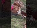 Shorts Animals Coq Duck Dindon Dindo Turkey Chicken 
