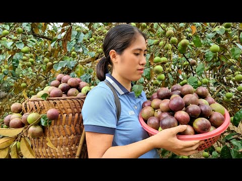 FULL VIDEO: Harvest Star Apple, Garden of Tubers and Fruits go to Market sell | Gardening - Farming