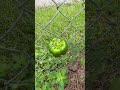 Fence pepper