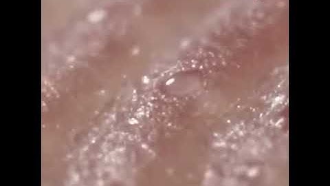 jojobay.com  Digital Microscope