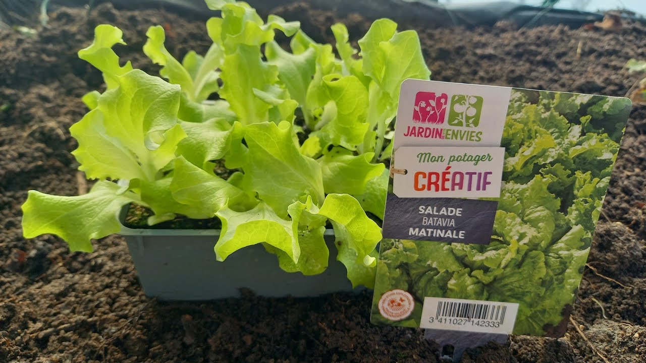 Comment utiliser la ceindre du bois comme engrais pour les salades 100% naturel et gratuit.