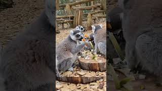 Dans l'enclos des Makis Cattas - Parc zoologique CERZA