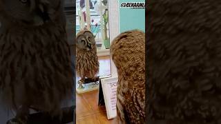Animal Reactions in Front of the Mirror 😂 part 1 #funny #funnyvideo #funnyshorts