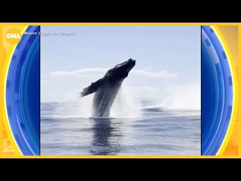 Whale of a story in Hawaii thumbnail
