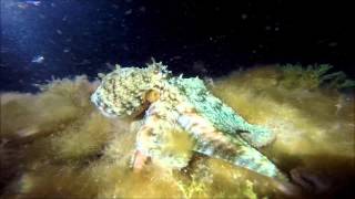 Pulpo vs Gopro en La restinga