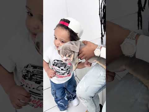 We Took Dooda Took Look At Puppies Things Didnt End Well Momlife Toddlersoftiktok Puppy