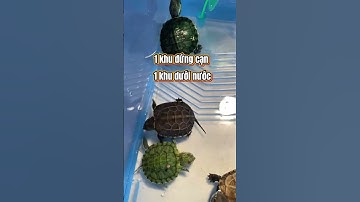 Bể nuôi rùa không cần setup #thucung #ruacanh #kinhnghiemnuoirua #benuoirua