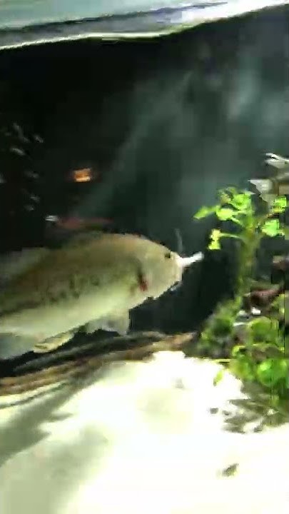 Feeding Largemouth bass in Aquarium / Forellenbarsch fütterung im
