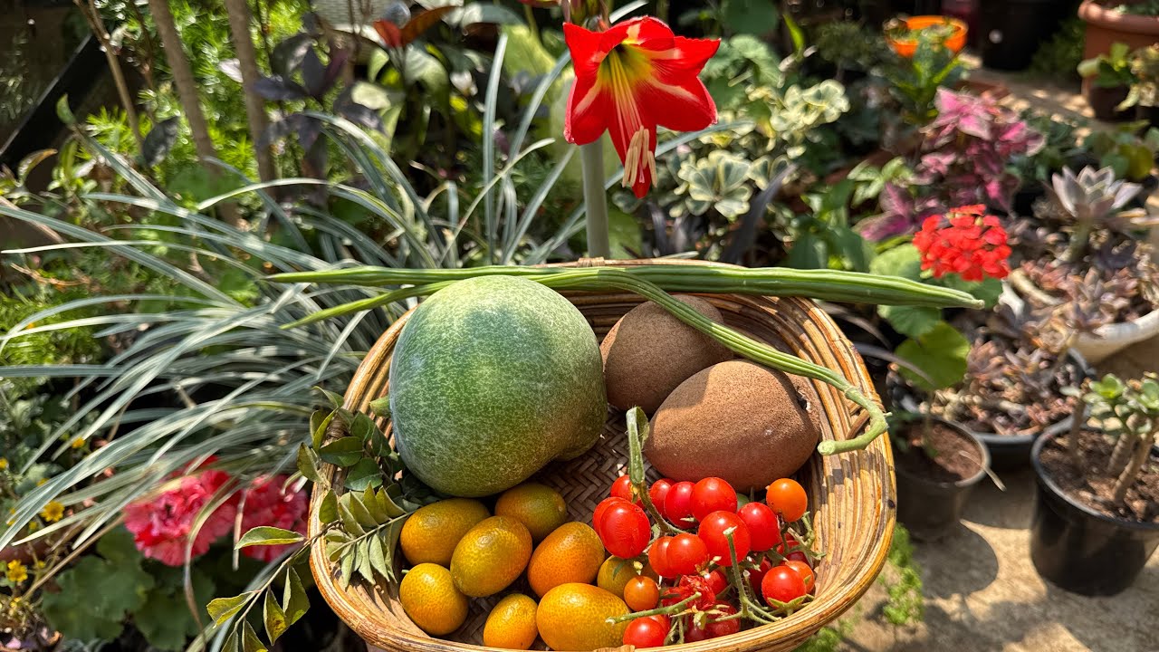 Harvesting Fruits & Vegetables #terracegarden #fruit #vegetables #harvest 