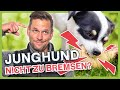 Hund in der PUBERTÄT! Was erwartet mich als Hundehalter?