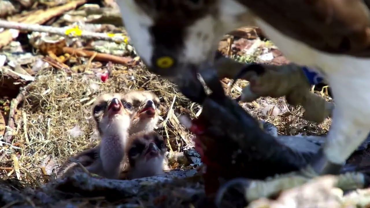 Poole Harbour Osprey Chicks Feeding: 02/06/23