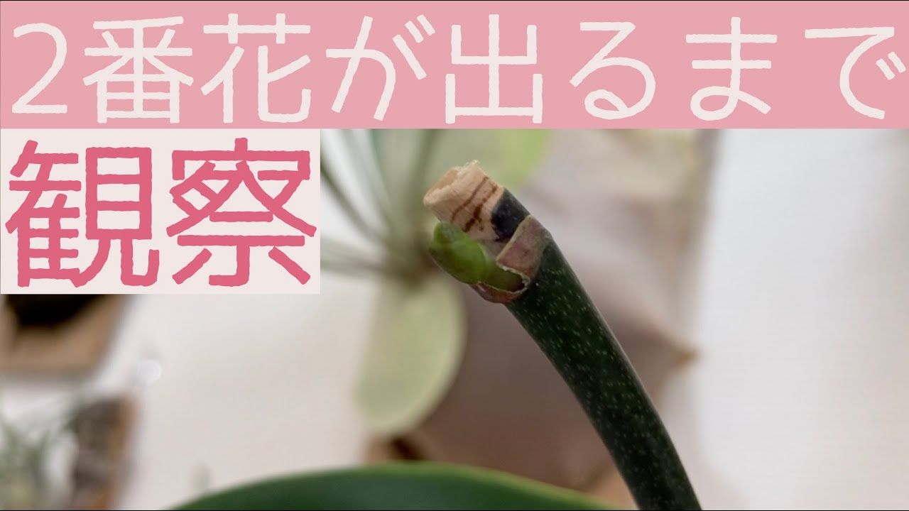 It's been three months since I cut the flower stalk. What happened
