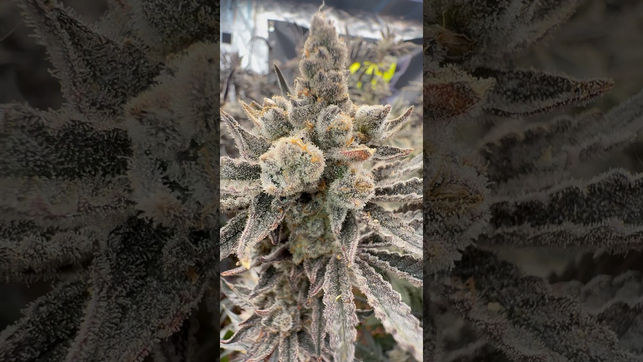 ❄️ Elite Cannabis Breeding : G7’s Frozen Tree #2 Seeded BUT Still Frosted