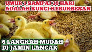 CUKUP TERAPKAN 6 CARA TERNAK BEBEK YANG BENAR , TERNAK TIDAK AKAN MERUGI