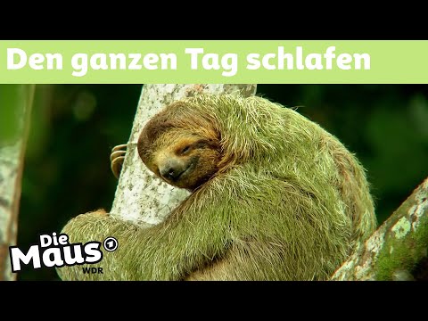 Video: Warum bewegen sich Faultiere so langsam?