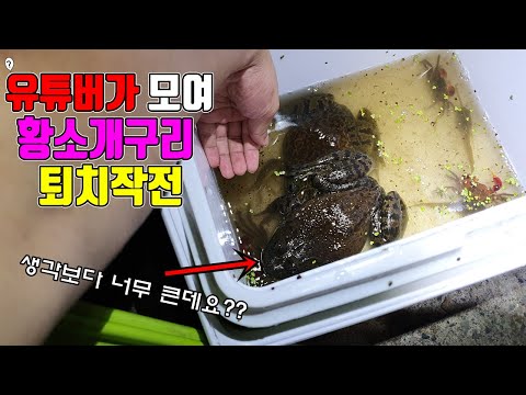 생태계교란종 &amp;quot;<strong>황소개구리</strong>&amp;quot;를 유튜버끼리 잡아 퇴치했습니다!!! 꿀잼ㅋㅋㅋ (feat.보길,헌터퐝)