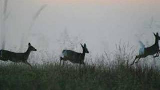 Wildlife Photos and Pictures