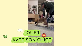 Astuces Et Progression Pour Jouer Avec Son Chiot Malinois