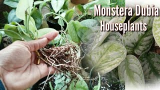 Monstera Dubia Houseplants||Scindapsus pictus||sangat mudah di kembangbiakan