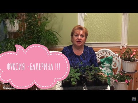 Фуксия. Все важные советы о ней.