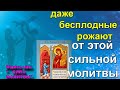 Очень Сильная молитва о даровании детей творит Чудеса молитва Богородице Нечаянная Радость (Акафист)