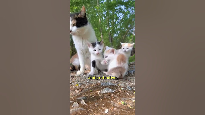 Do Mother Cats Really Reject Their Kittens? 🐱✨
