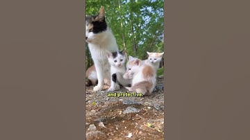 Do Mother Cats Really Reject Their Kittens? 🐱✨