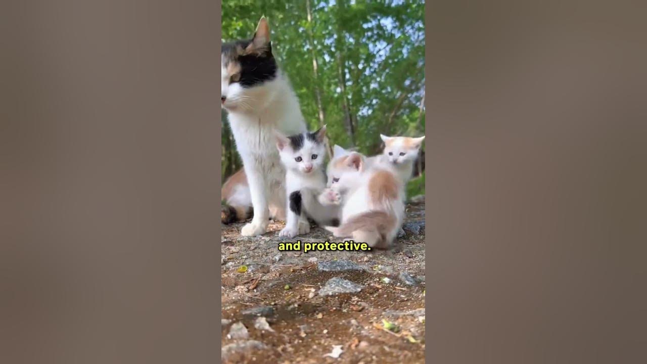 do-mother-cats-really-reject-their-kittens-youtube