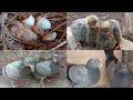 Kabootar Pigeon Baby  day to day growth 1 to 30 day complete