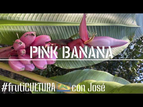 Video: ¿La musa banana es comestible?