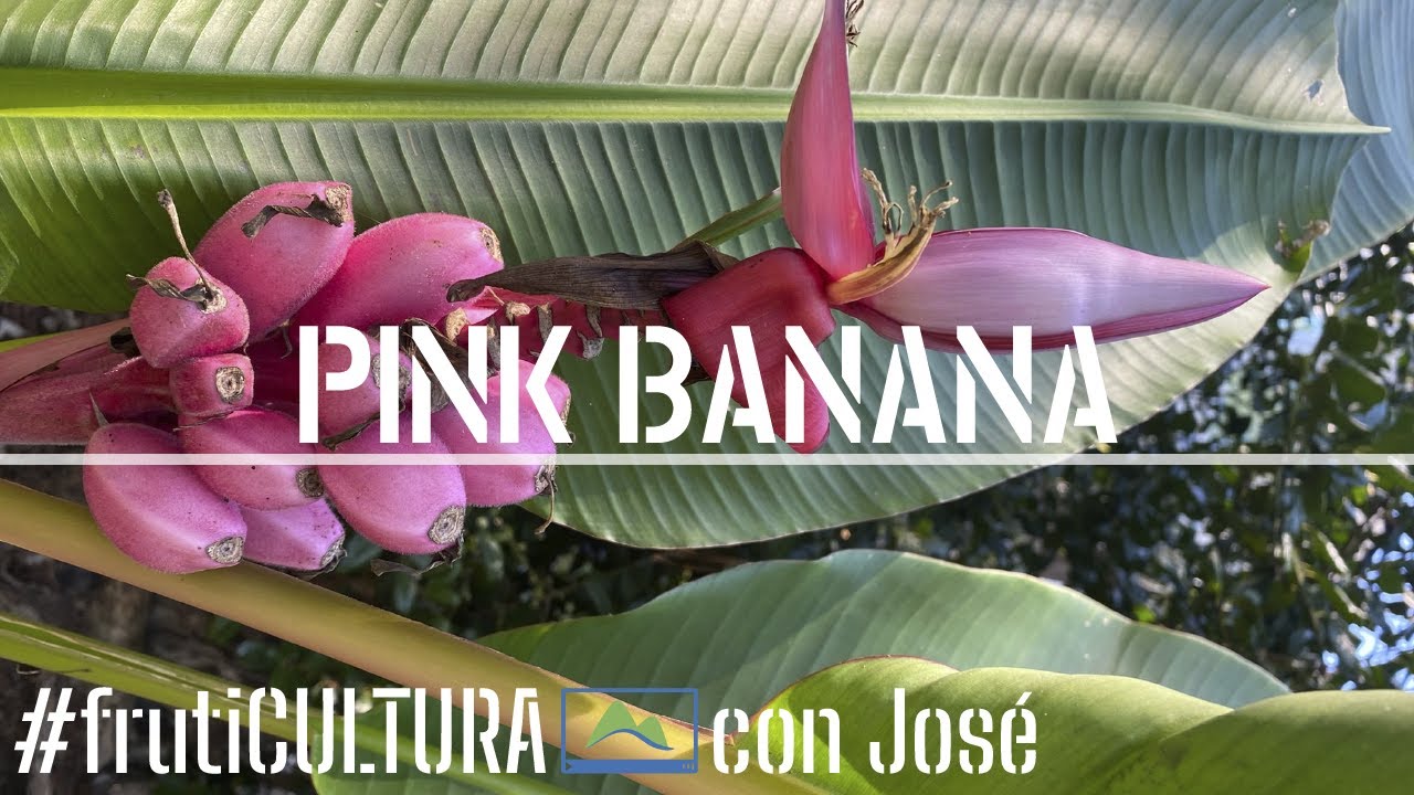 Cómo y Dónde cultivar 🍌 BANANA ROSA ❤️ comestible 🌴 frutiCULTURA #LdN