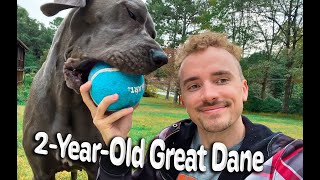 2YearOld Great Dane