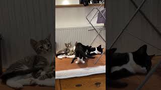 Kitten videos 🐱
