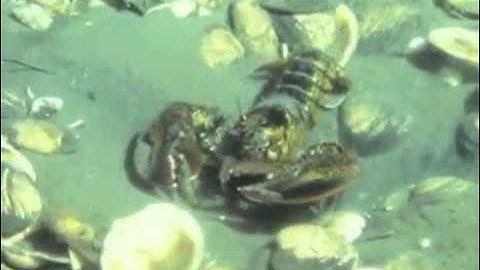 Soft Bottom Habitat for OSS 3-5, Clip #2 for Session 2.2