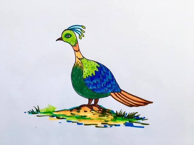 How to Draw Danphe National Bird of Nepal class=