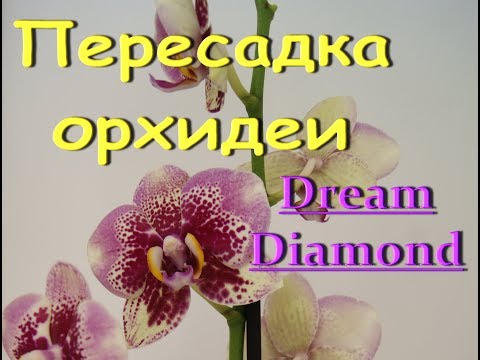 ОРХИДЕЯ phal.Dreаm Diamond:СЛАБОНЕРВНЫМ