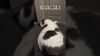 고양이 뒷통수 폼 #장화신은고양이 #cute #cat #animal #catlover