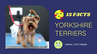 15 Fun Facts About Yorkshire Terriers