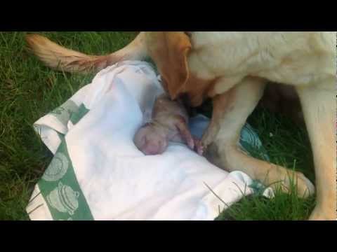 Vídeo: Com Triar Un Labrador