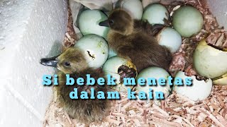 uji coba menetaskan telur ayam dengan alas pasir tanpa lampu penghangat, (@EJT Channel ). 