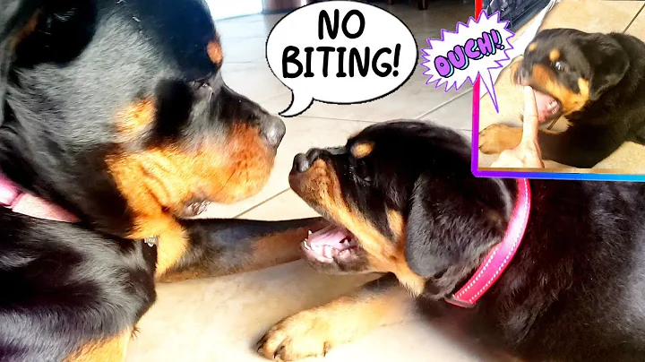 How To Stop Your Puppy From Chewing & Biting | Secret To Fast Results Step By Step