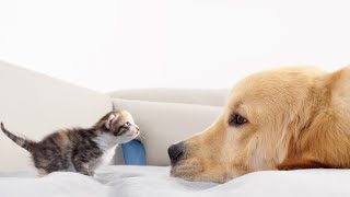 Tiny Kitten Fell in Love with Golden Retriever when She First Met Him