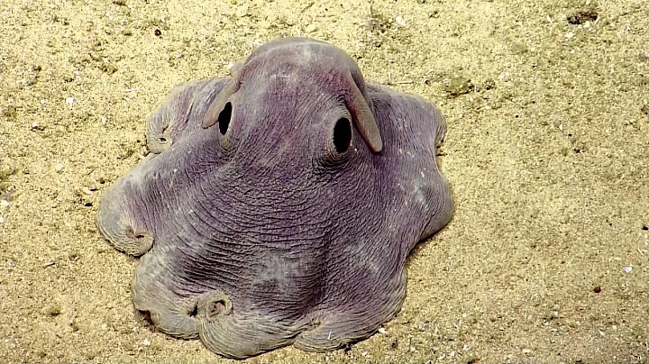 Dumbo Octopus in Action | Nautilus Live