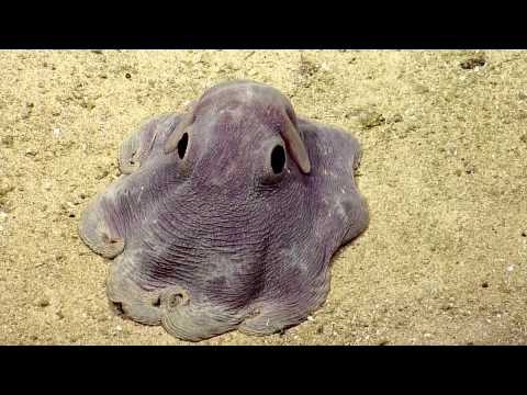 Dumbo Octopus in Action | Nautilus Live