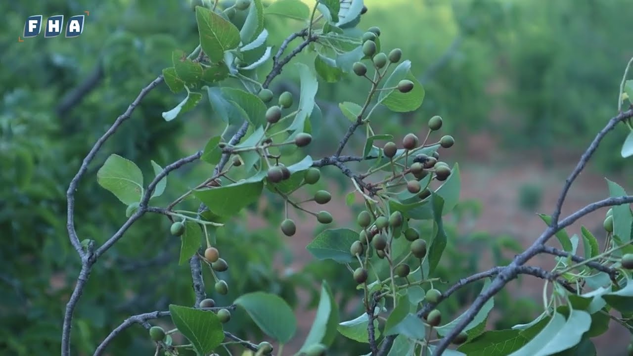بدأ موسم قطاف المحلب في قرية مرعيان بجبل الزاوية جنوب إدلب يُعرف المحلب أيضاً بالكرز البري