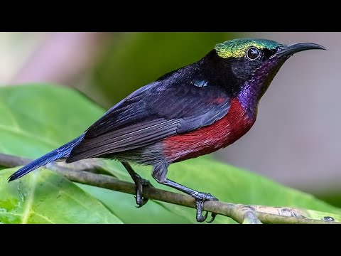Video #04 Tiếng Chim Hút Mật 7 Màu Mồi Chuẩn - Dùng Để Bẫy... - youtube