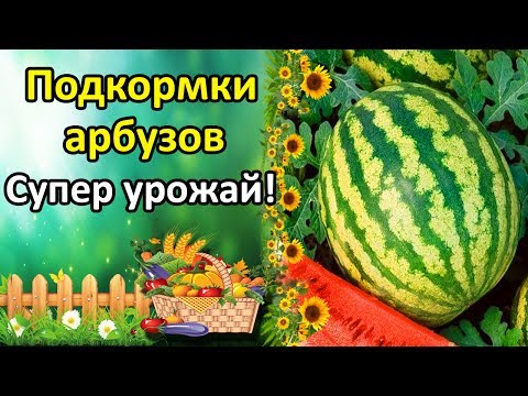 ЛУЧШИЕ ПОДКОРМКИ АРБУЗОВ ДЛЯ СУПЕР УРОЖАЯ! БОРНАЯ КИСЛОТА ДЛЯ УВЕЛИЧЕНИЯ ЗАВЯЗИ!