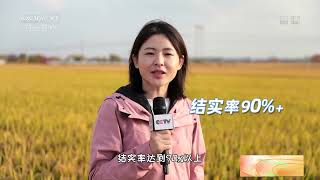 [中国三农报道]数说秋收 江苏南京：良种良法“种出”大丰收|农业致富经 Agriculture And Farming