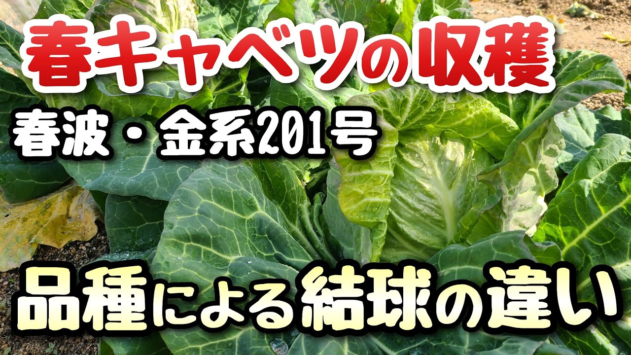 春キャベツ】品種による結球の違い～春波vs金系201号～ - YouTube